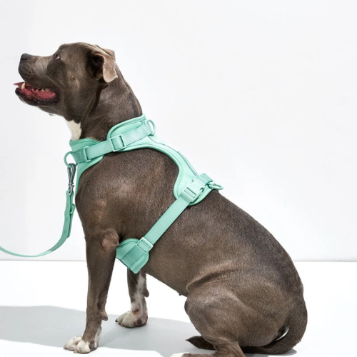 Harness Wildone Verde Menta