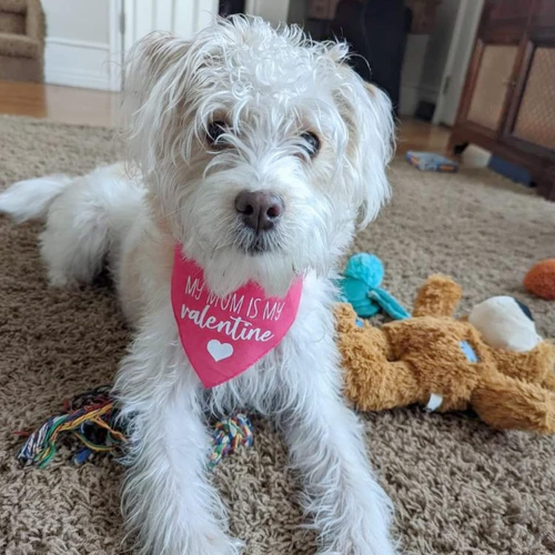 Bandana ¨My mom is my valentines¨