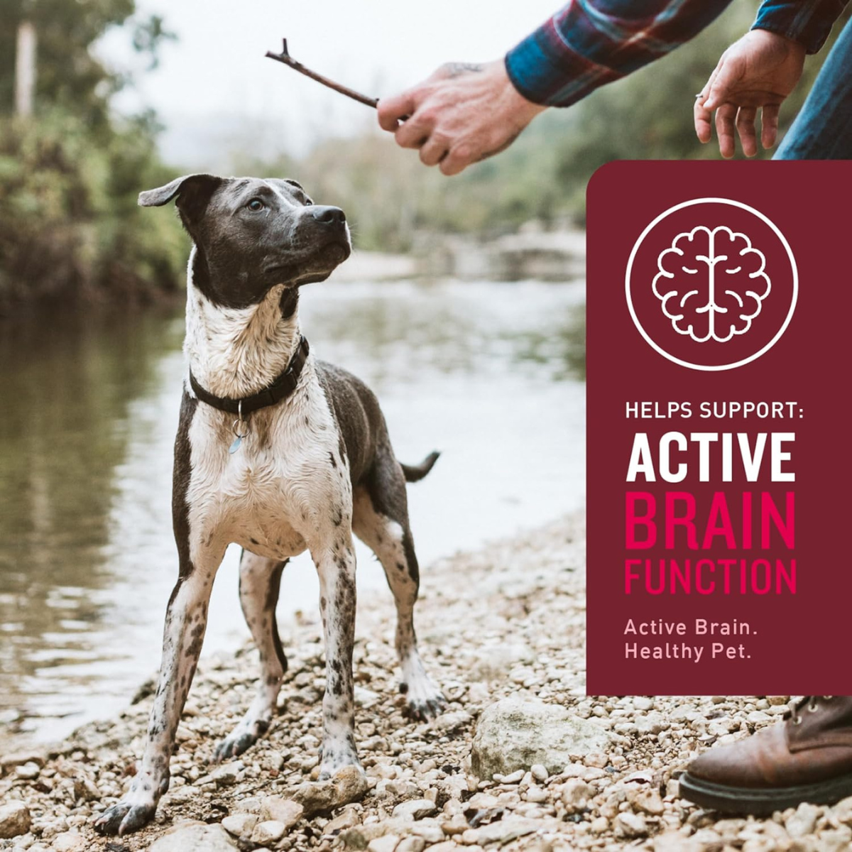 Multivitamínico para perro