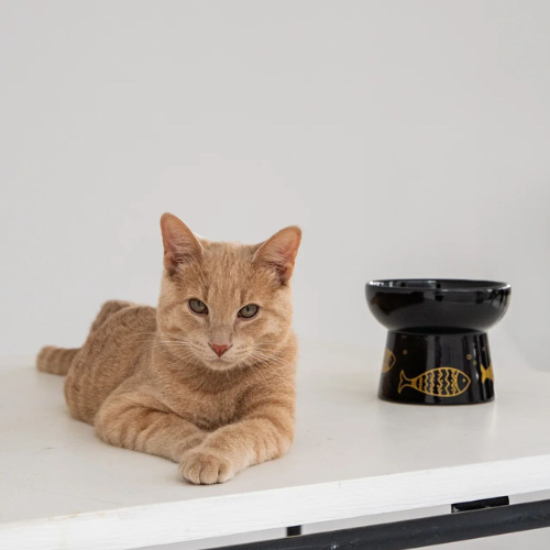 Plato de cerámica elevado para gato