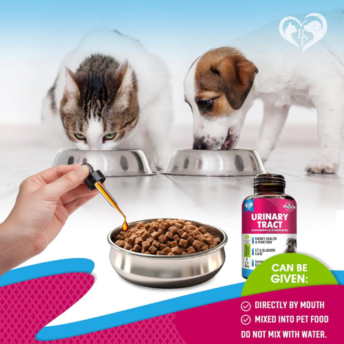 Tratamiento de infección del tracto urinario para gatos y perros