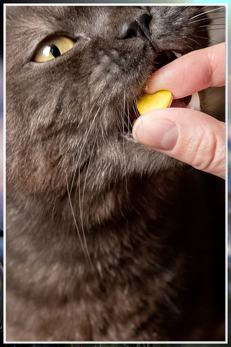 Premios