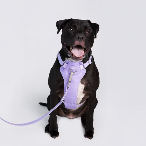 Harness Lila+ correa impermeable