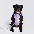 Harness Lila+ correa impermeable