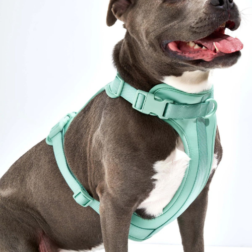Harness Wildone Verde Menta