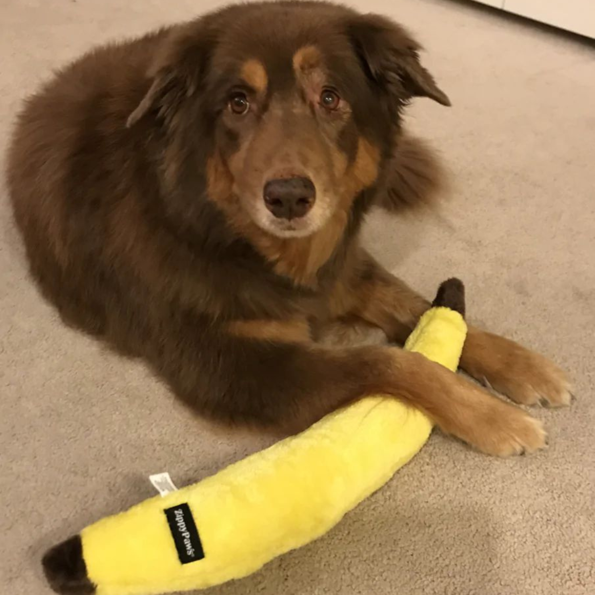 Squeaker banana