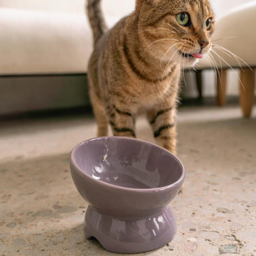 Cat Ceramic Elevated Bowl