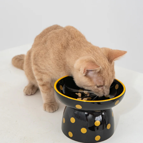 Plato de cerámica elevado para gato