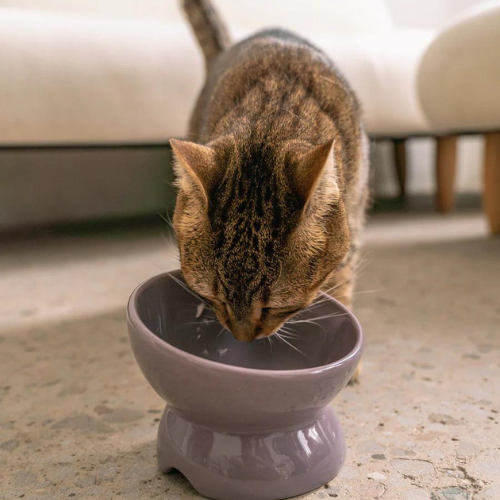 Cat Ceramic Elevated Bowl