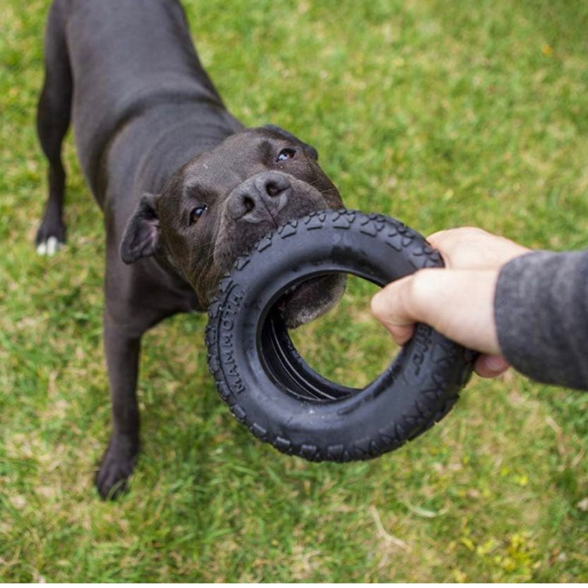 Tire Biter