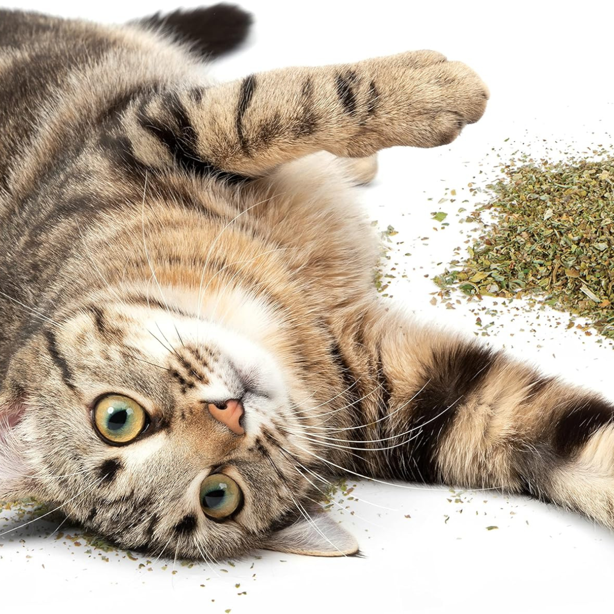 Catnip