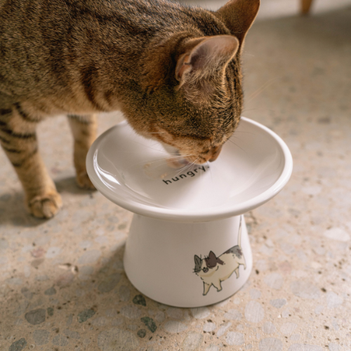 Plato de cerámica elevado para gato