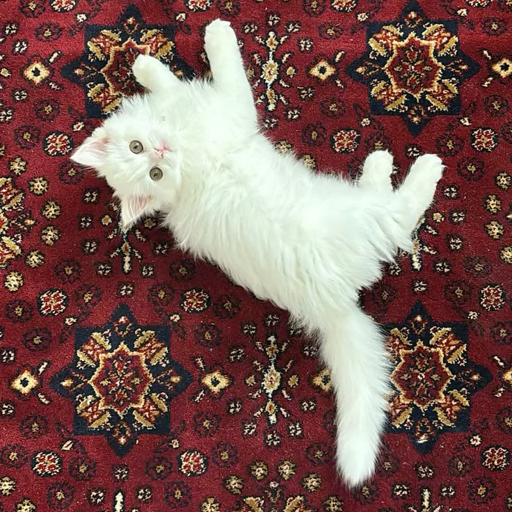 GATOS